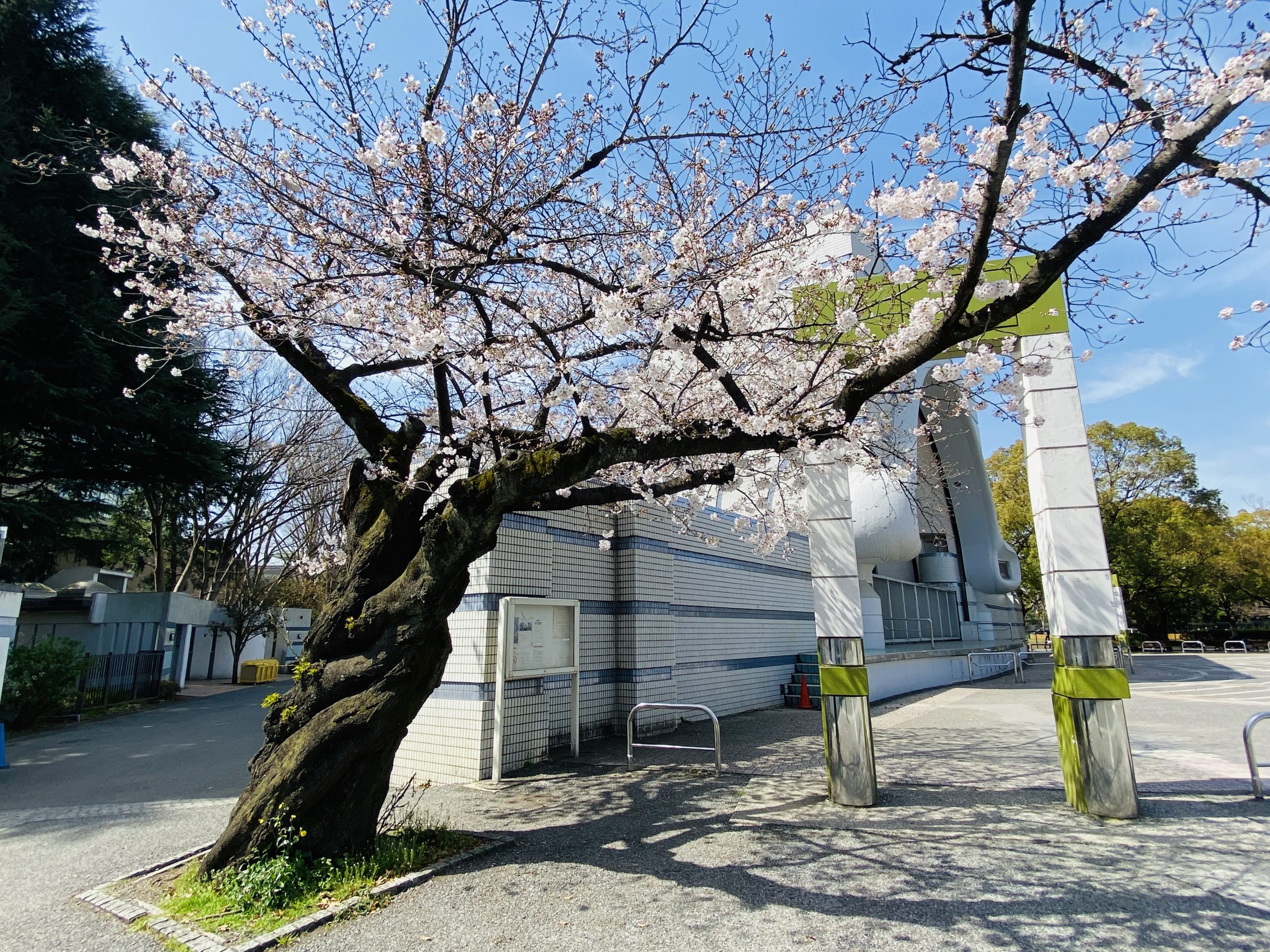 代々木公園の桜