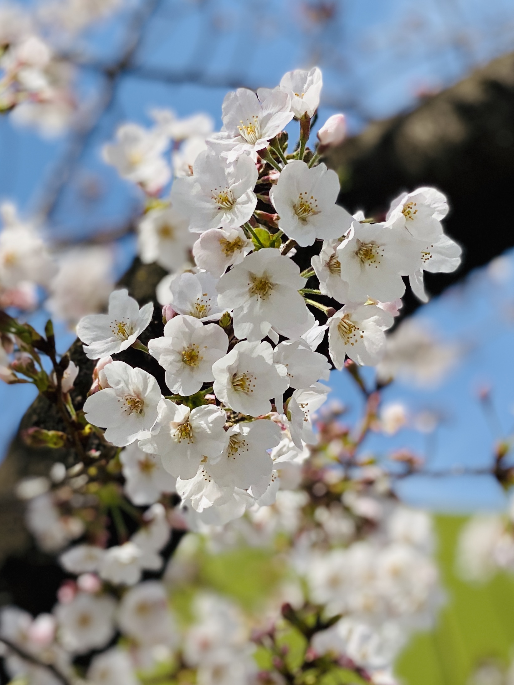 代々木公園の桜