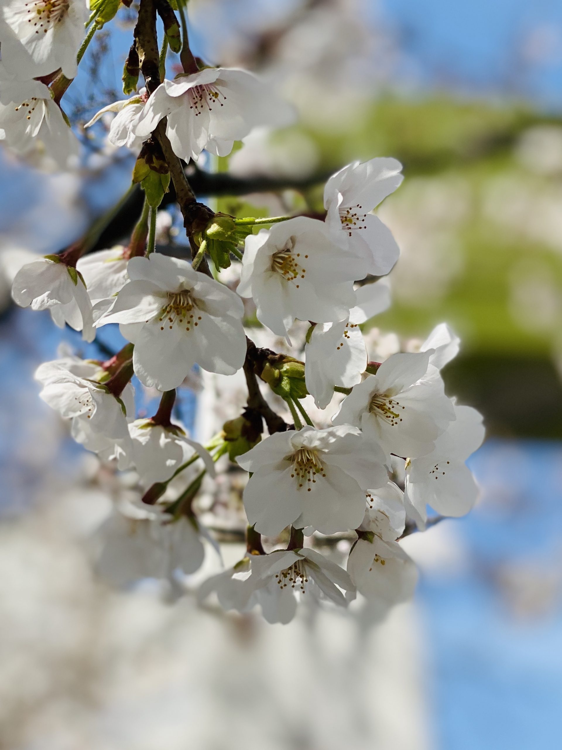 代々木公園の桜