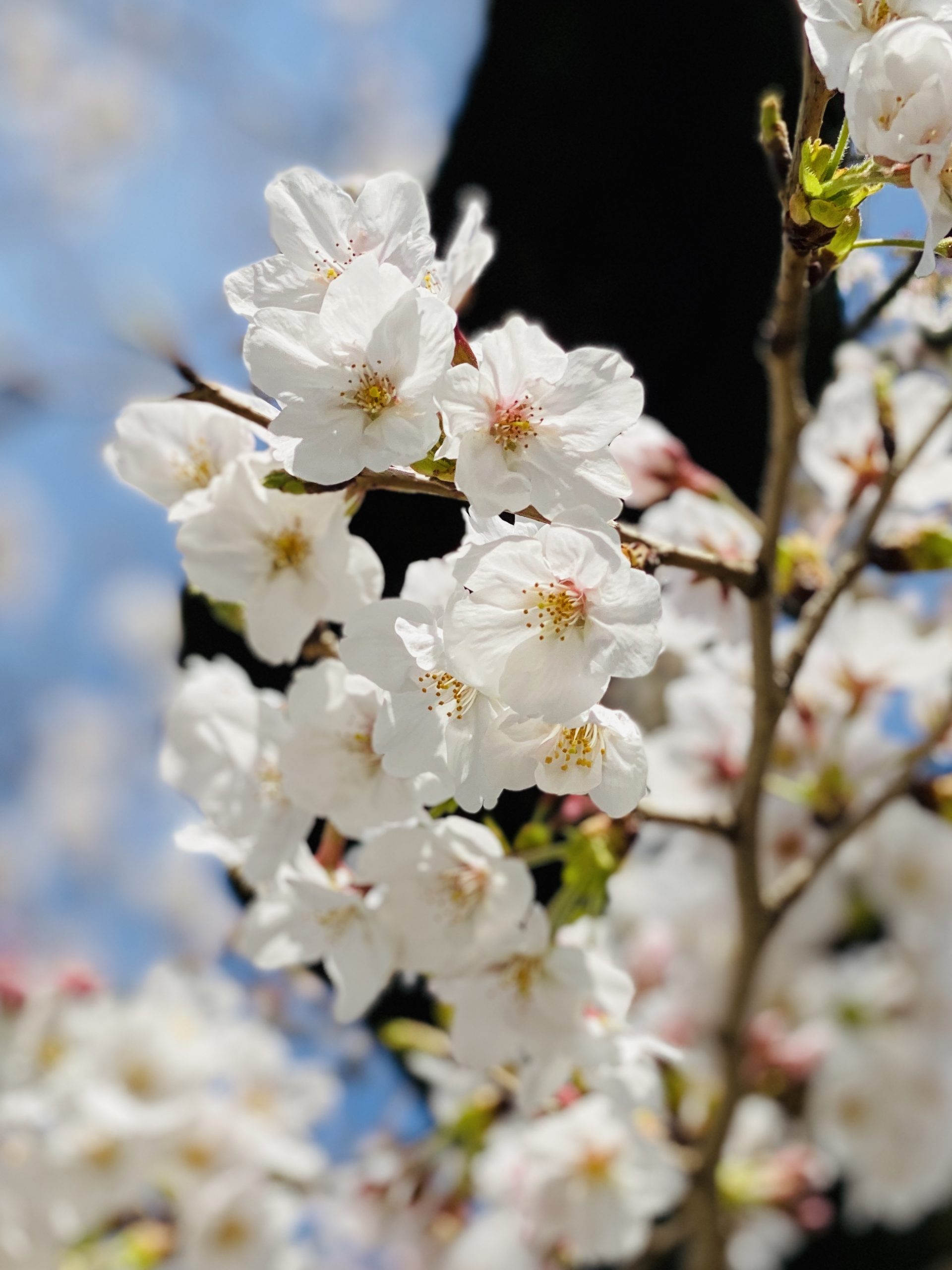 代々木公園の桜