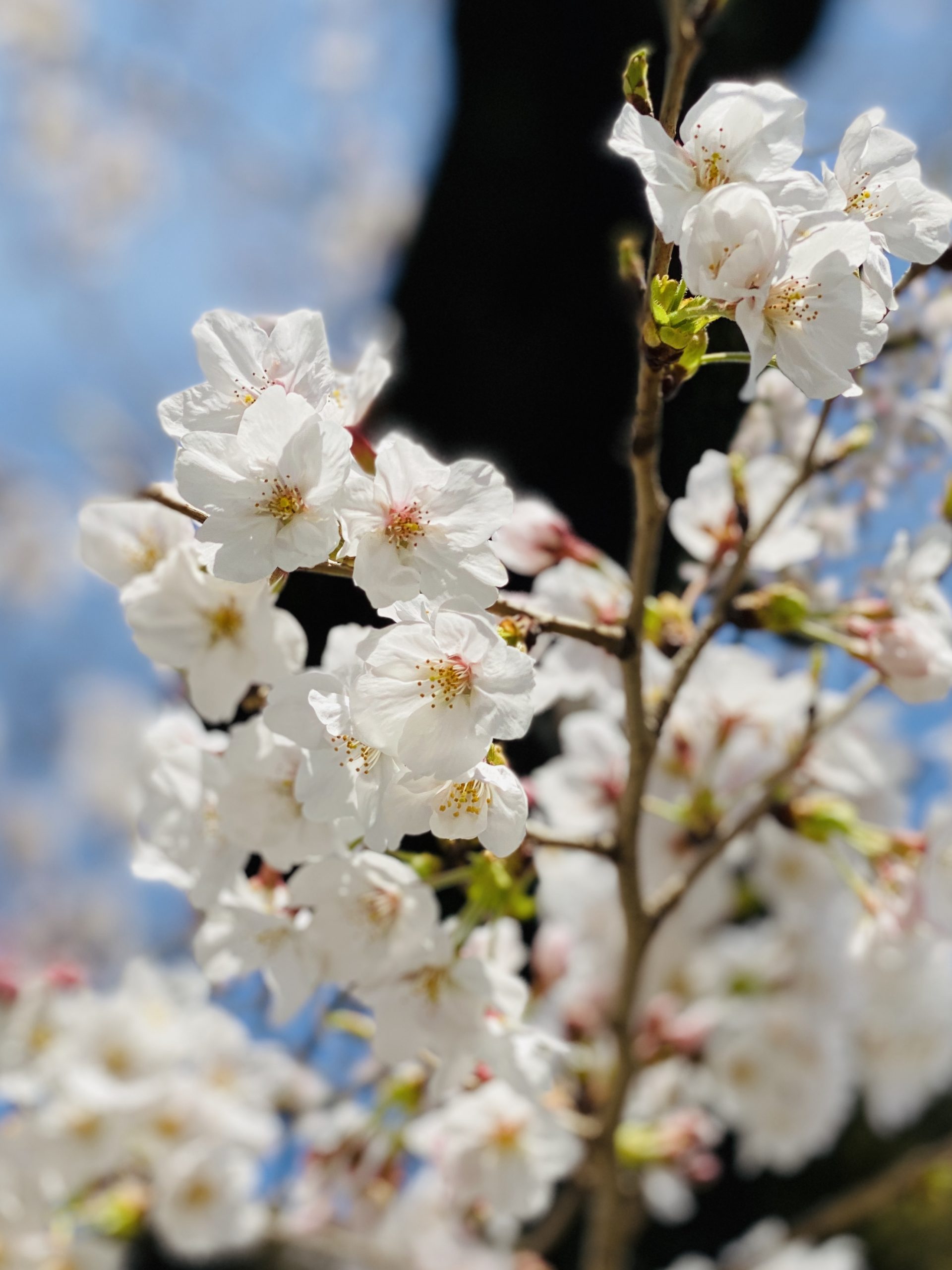 代々木公園の桜