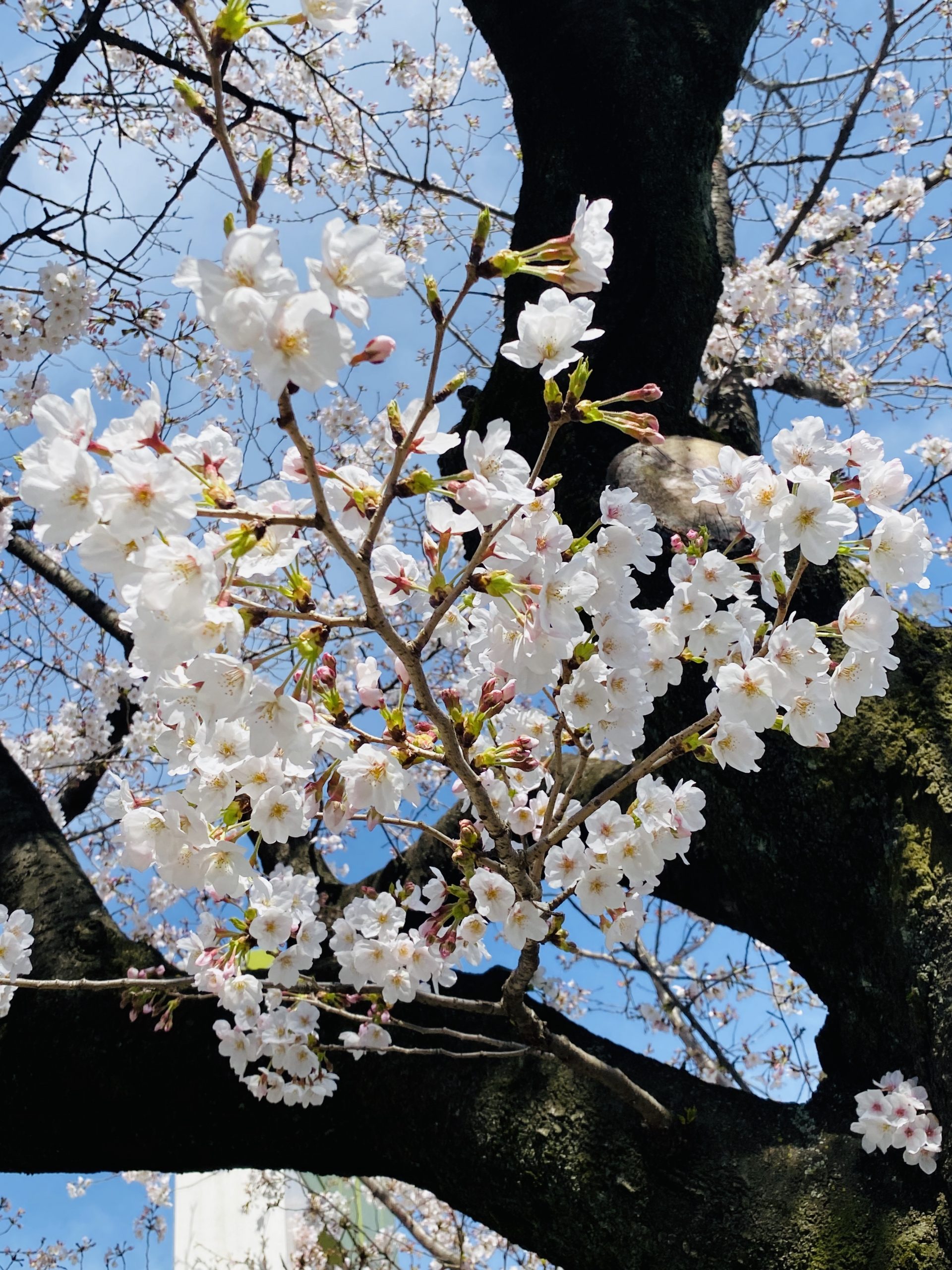 代々木公園の桜