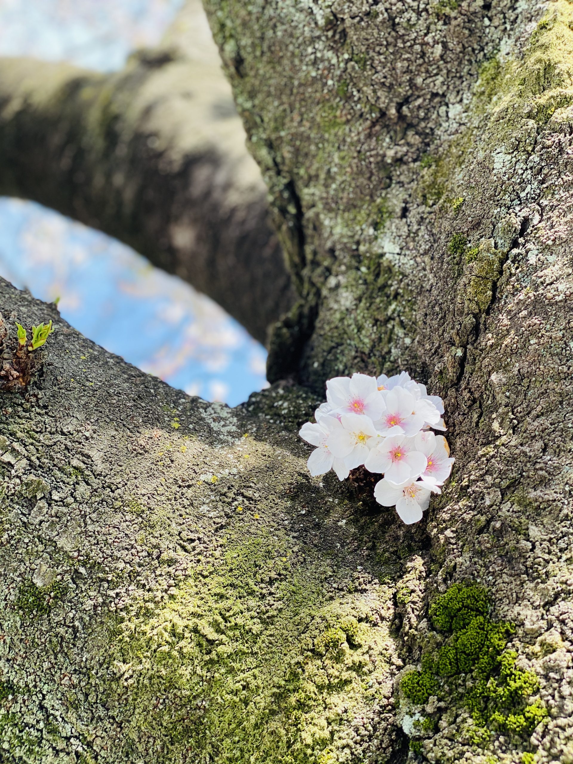 代々木公園の桜