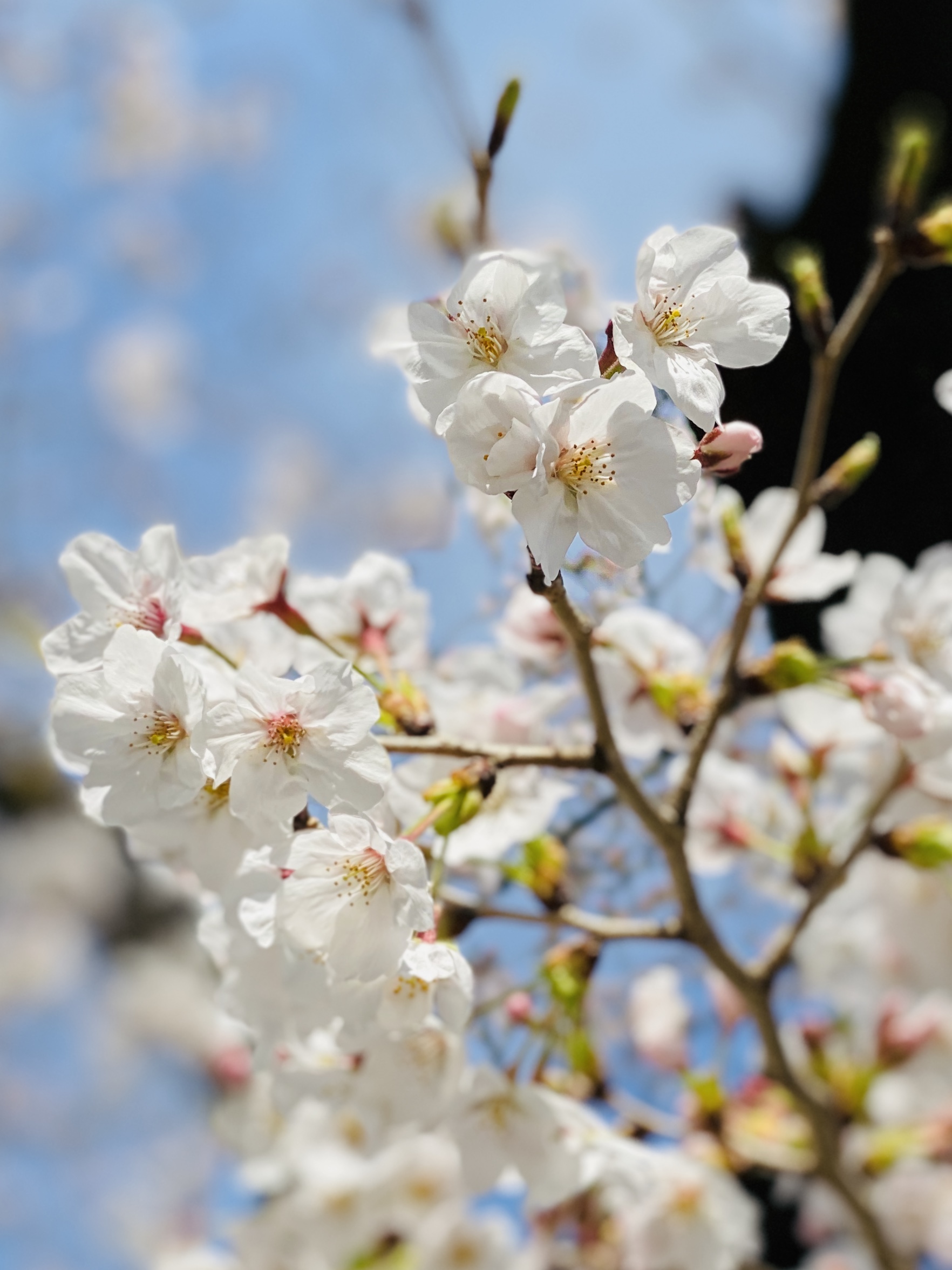 代々木公園の桜